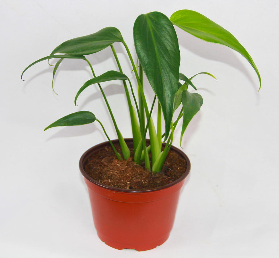 Thumbnail: Monstera Burle Marx Flame 4"