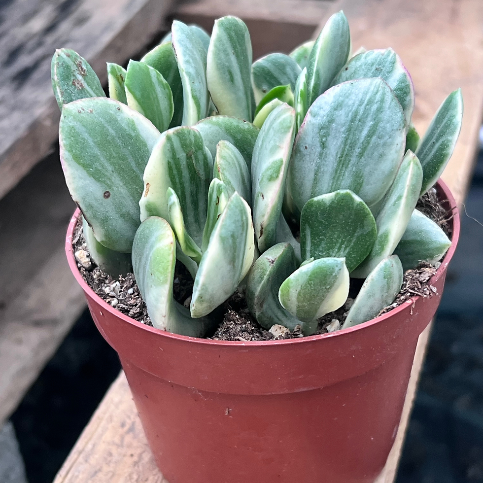 Thumbnail: Variegated Jade 4"