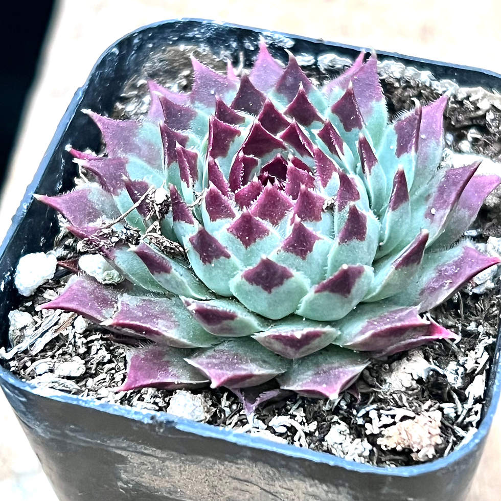 Thumbnail: Sempervivum Calcareum 2"