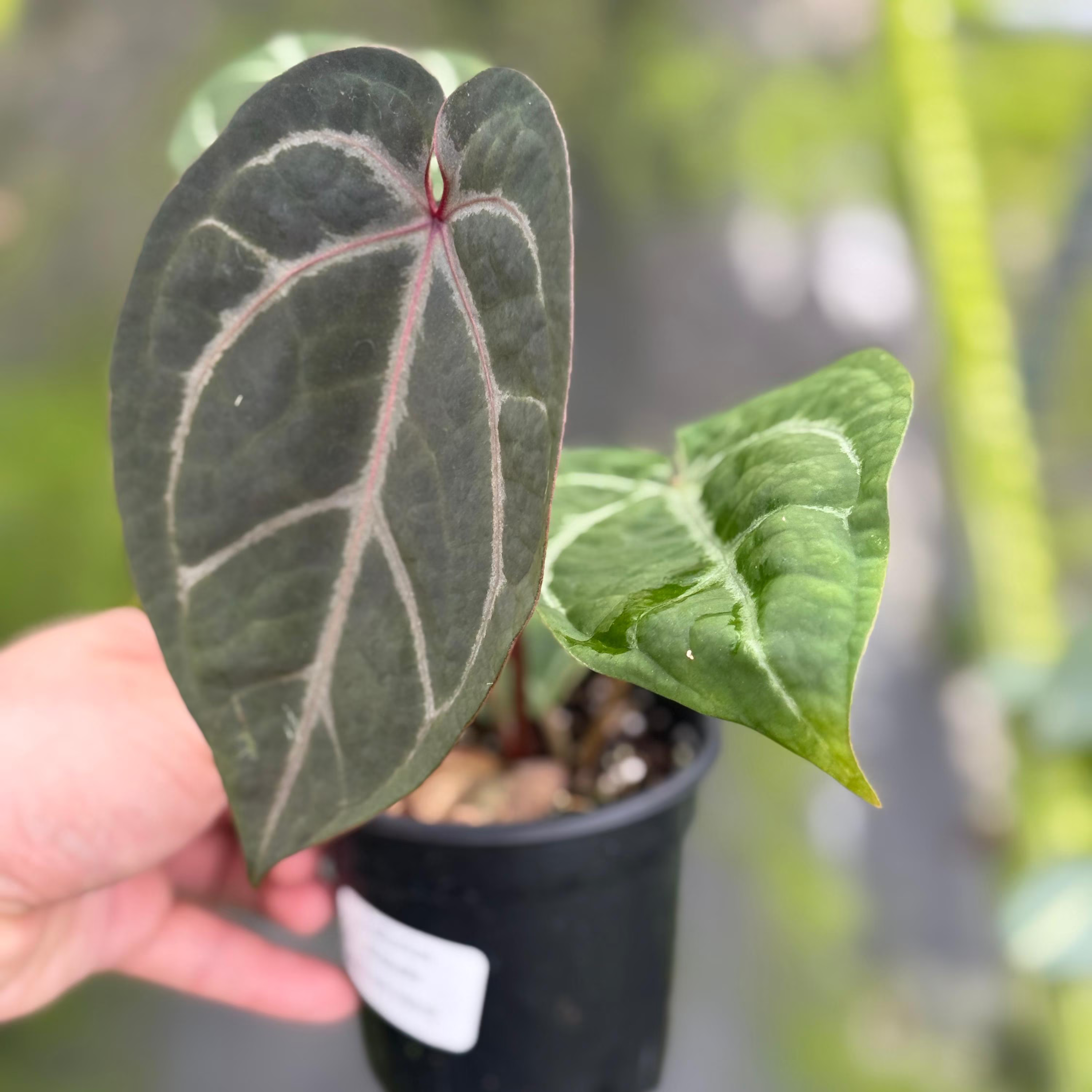 Anthurium Michelle x Black Velvet 4"