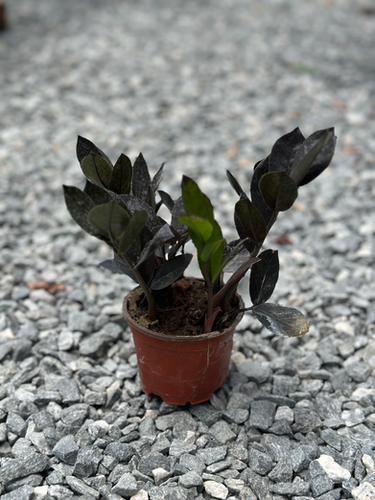 Zz Plant Black Queen 3