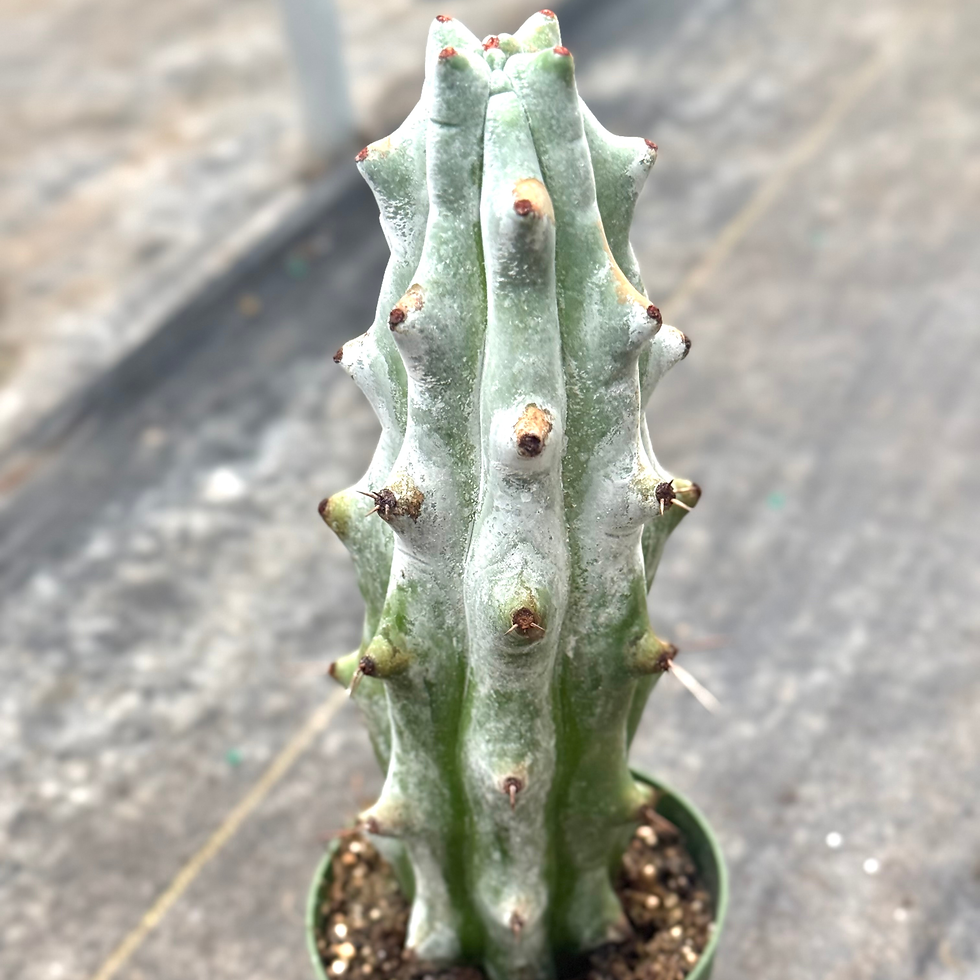 Thumbnail: Ghost White Boobie Cactus 4"