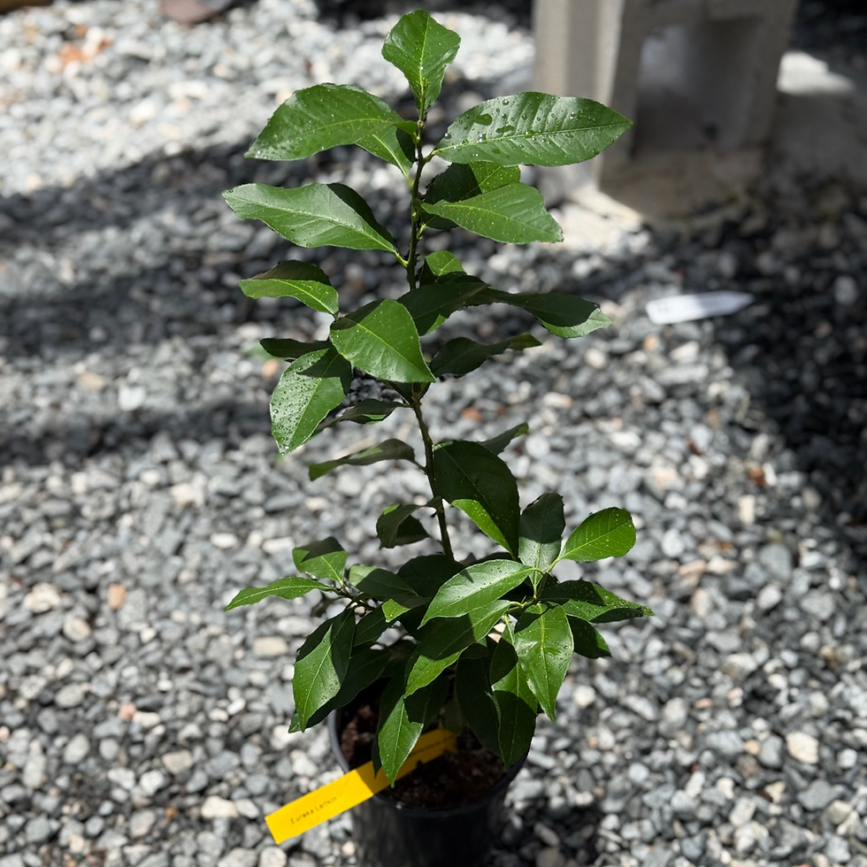 Thumbnail: Persian Lime Fruit Tree