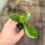 Thumbnail: Peperomia Red Edge 2"