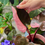 Thumbnail: Philodendron Pink Princess 4"