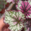 Thumbnail: Begonia Prismatic Blush 4"