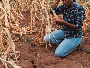 Extreme heat pushing global agri-food systems to the brink, report warns