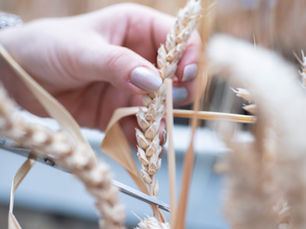 Low asparagine wheat produced using CRISPR offers a solution to the acrylamide problem in wheat products, but when will bakers be able to use it?