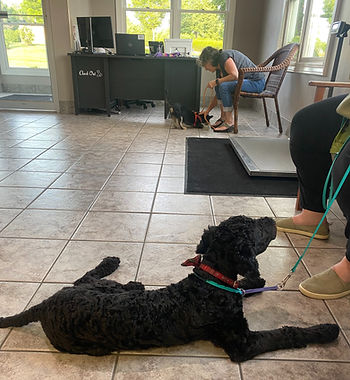 Black dog at foreground, laying down at owners feet in background small dog receives treat from owner, sitting