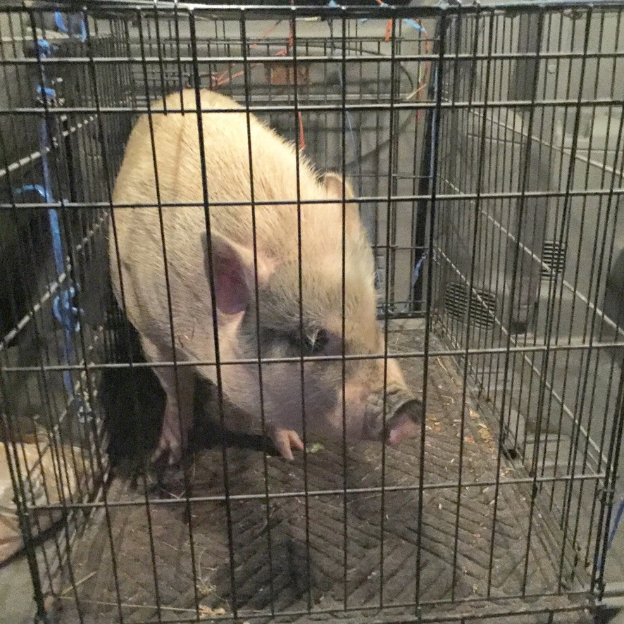 pig in dog crate in a vehicle