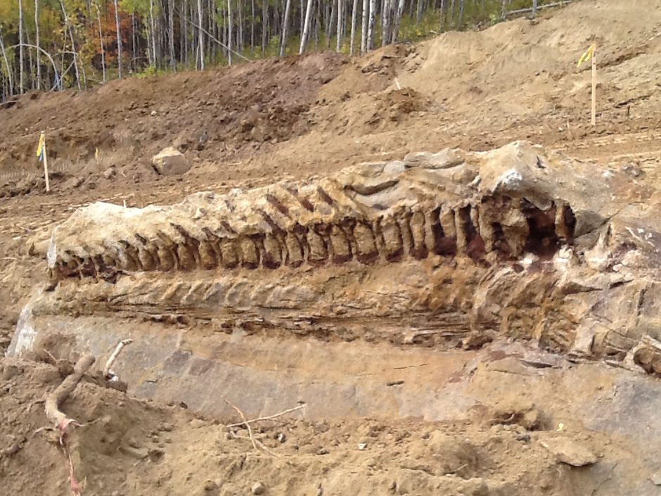 Fosil de dinosaurio, Canadá