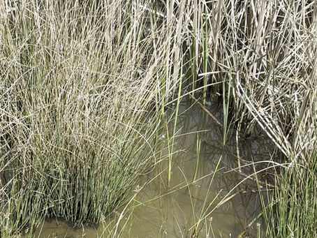 Section 18 A Sahagun to Manzanilla de las Mulas