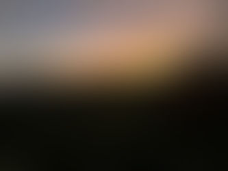 Local Flora and Fauna on a Cloudy Day