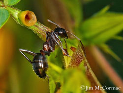 Ant