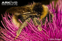 Small Garden Bumble Bee