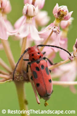 Milkweed Beetle