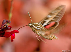 Hawk Moth