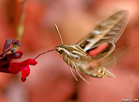 Hawk Moth