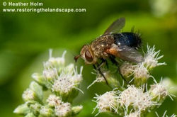 Tachinid Fly