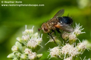 Tachinid Fly