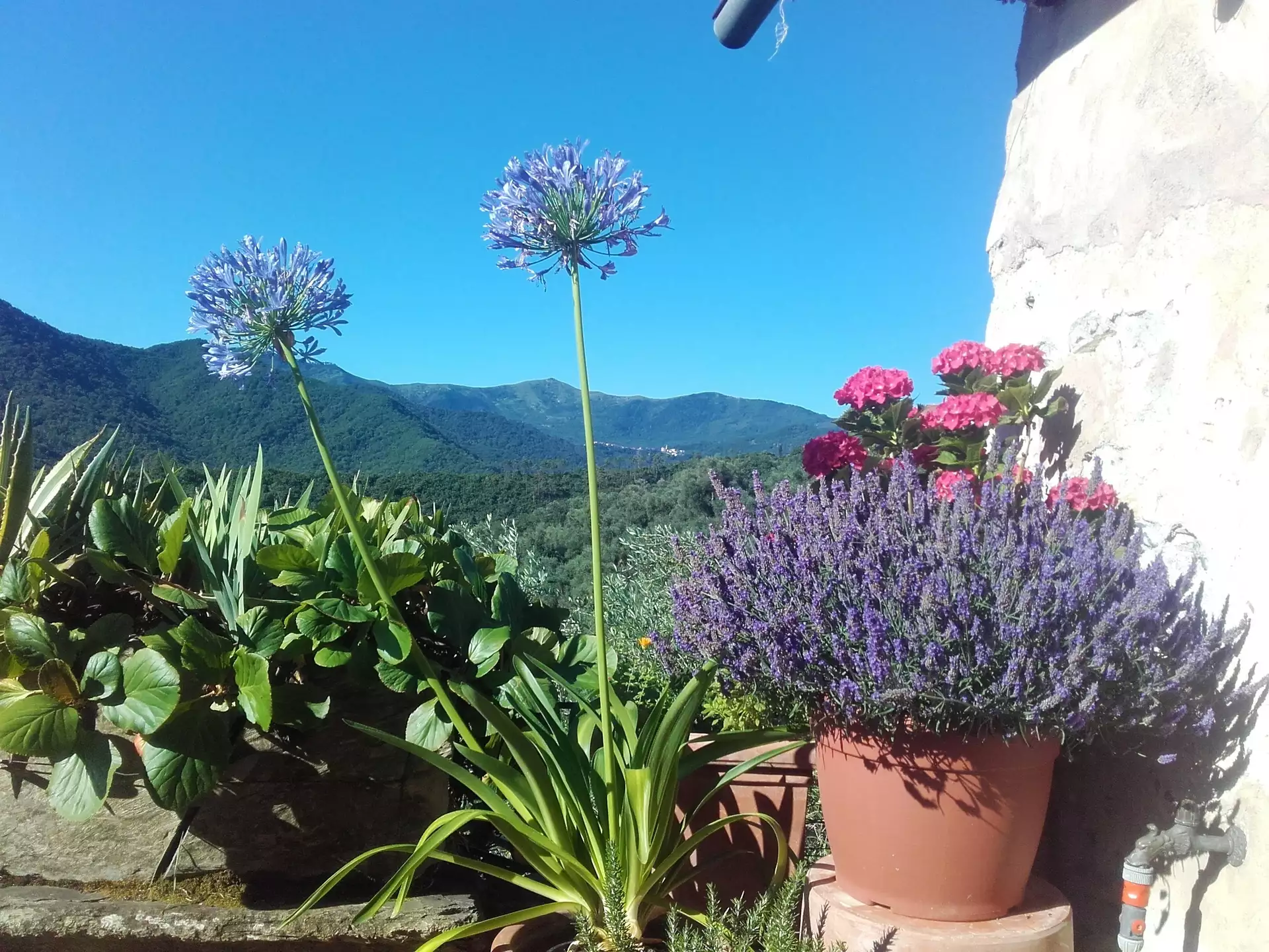 Blumen Balkon