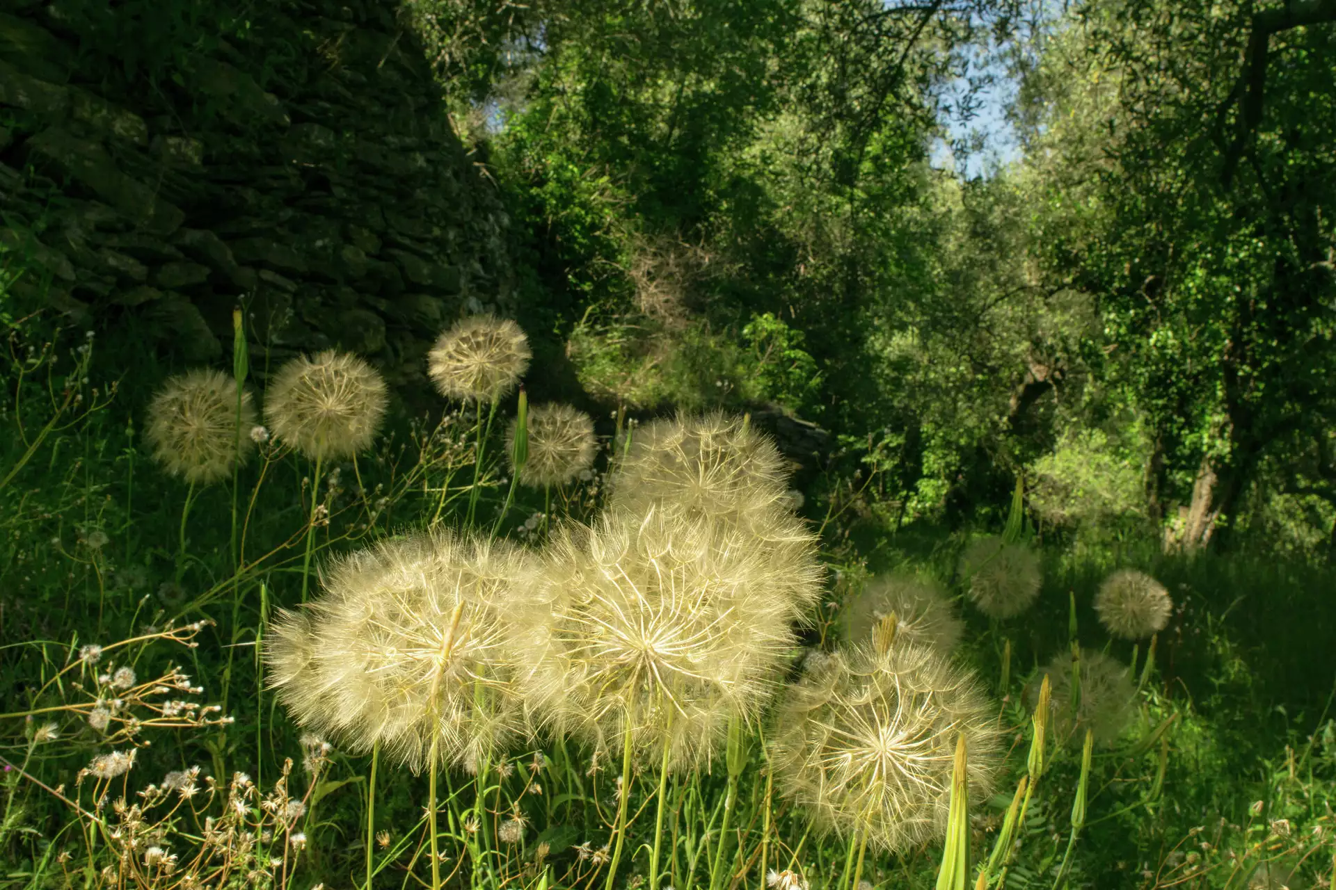 Garten