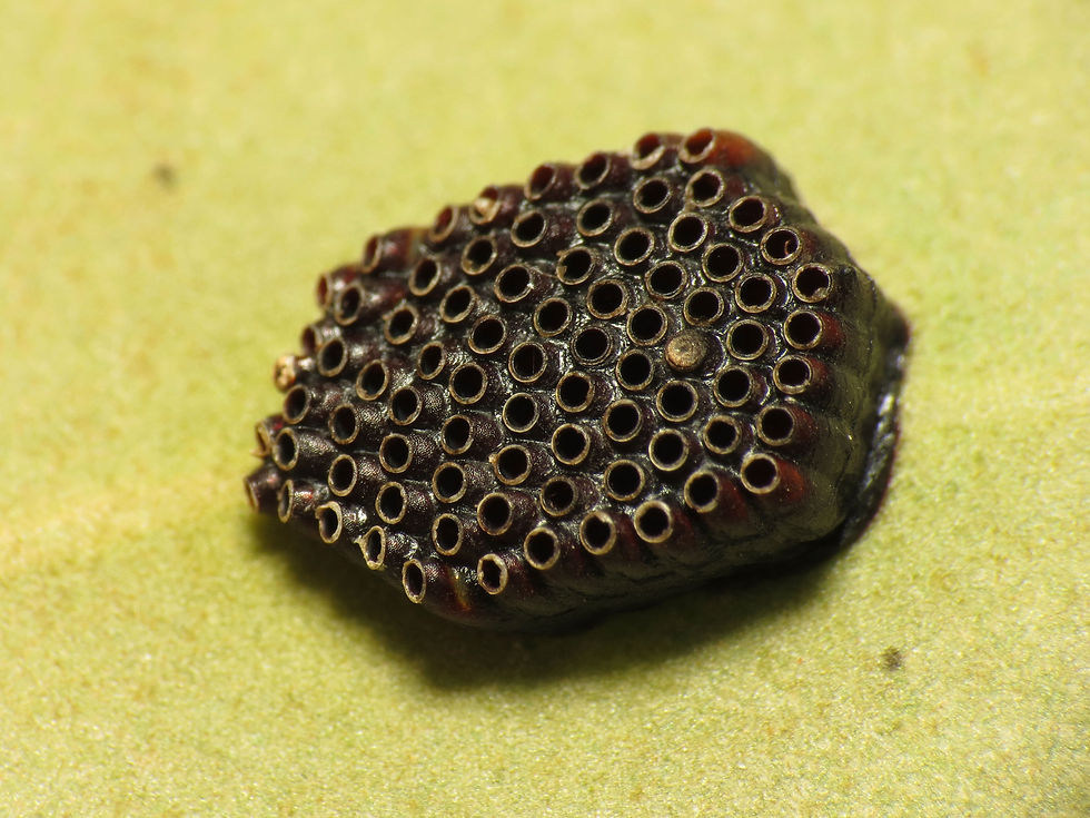 Assassin bug eggs. Photograph © Katja Schulz. (flickr)