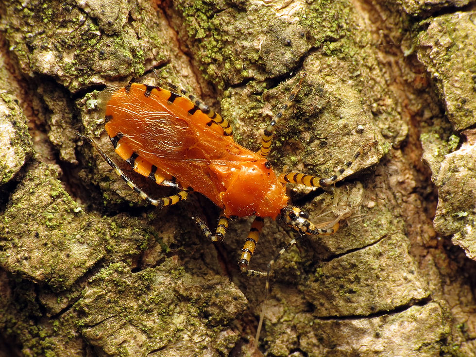 Orange Assassin Bug (Psellopus barberi) with a small snack. Photograph © Katja Schulz. (flickr)