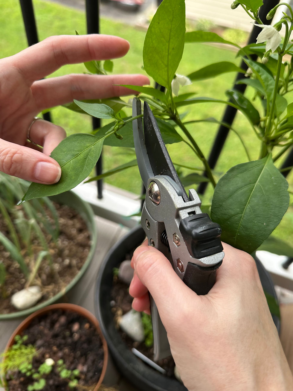 Secondary pruning of a thai chili pepper plant