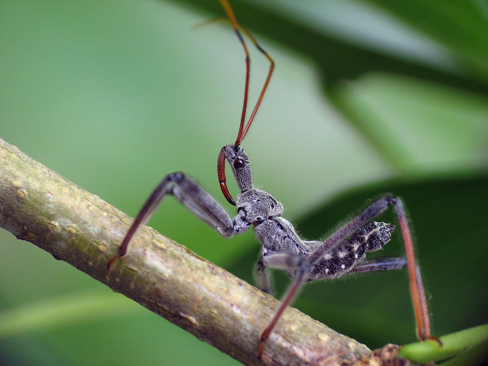 Wheel Bug (Arilus cristatus) nymph –– they don’t develop their trademark wheel (see Figure 3) until they are adult, but you can clearly see this one’s red proboscis. Photograph © Lisa Brown. (flickr)