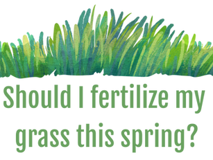 Should I fertilize my grass this spring?