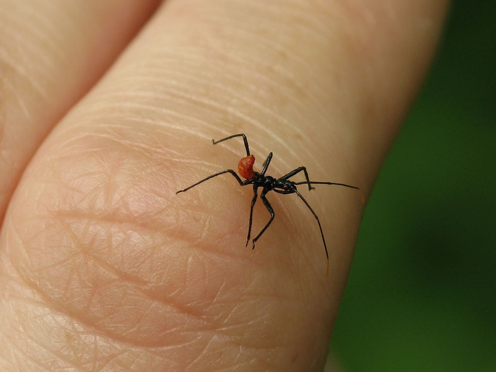 Wheel Bug (Arilus cristatus) nymph—early instar. Photograph © Lisa Brown. (flickr)