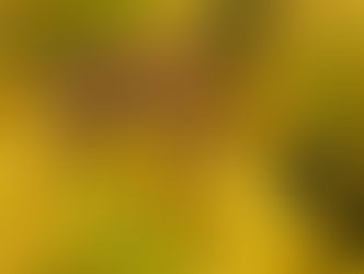 Figure 4. A pair of mating Goldenrod Soldier Beetle (Chauliognathus pensylvanicus). Photograph © Judy Gallagher. (flickr)