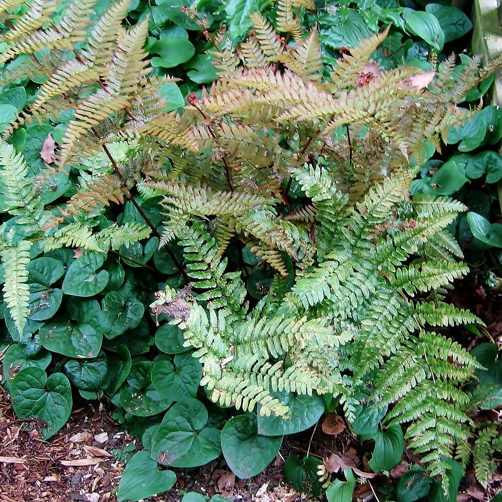 Elderberry bush. Photograph © F.D. Richards