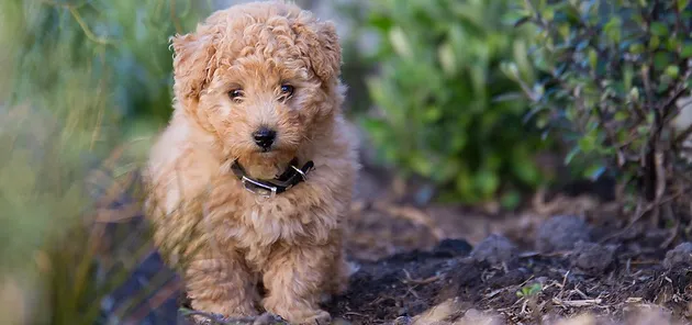 Cavoodle Puppies For Sale Cavoodle Breeders