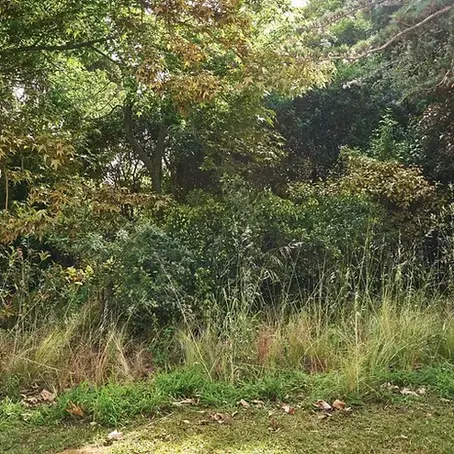 ¡Aprendé a limpiar un terreno desde cero!