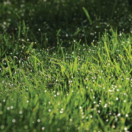 ¡Aprendé a identificar y tratar las enfermedades del zacate!