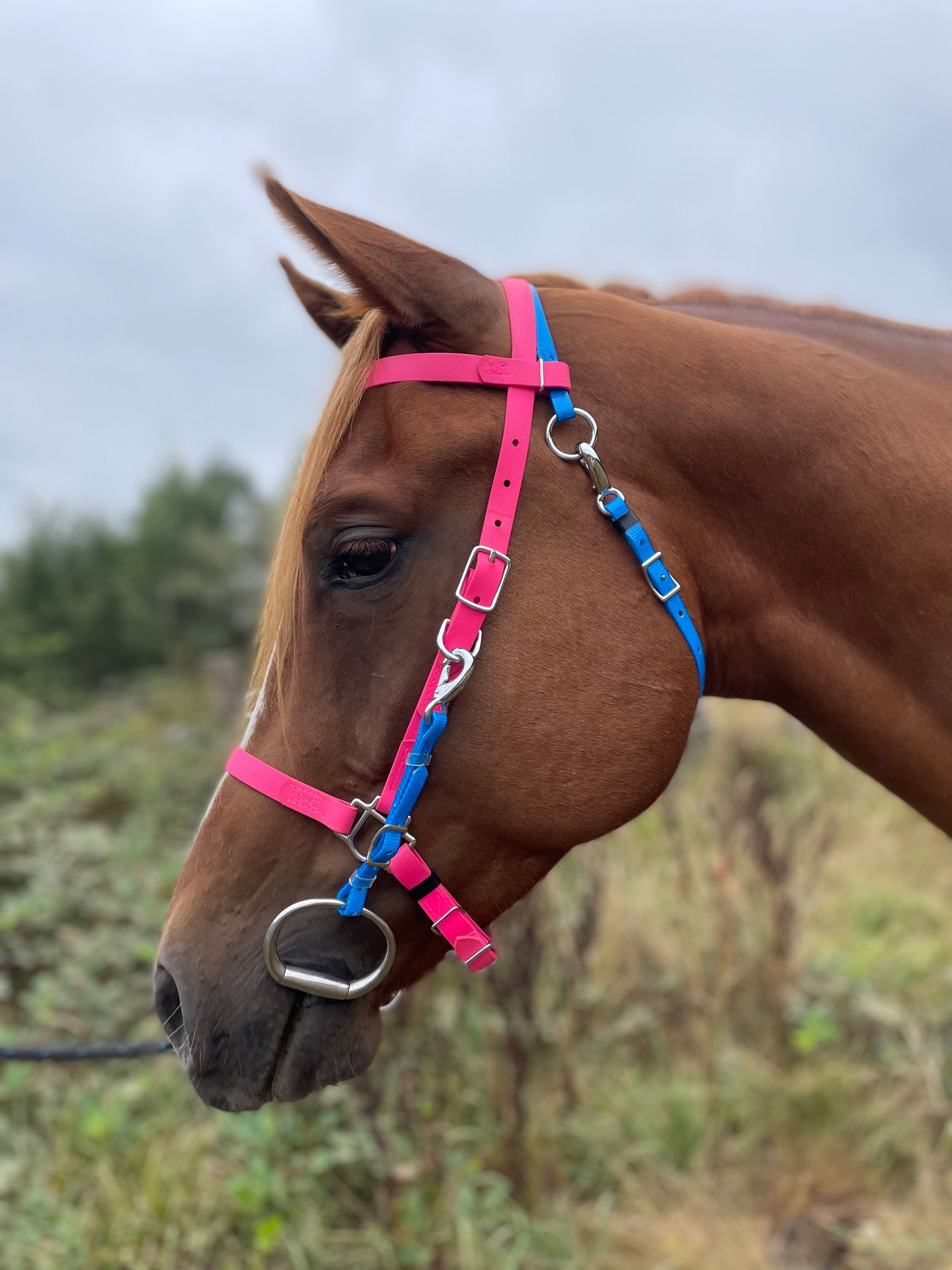 Halter Bridle