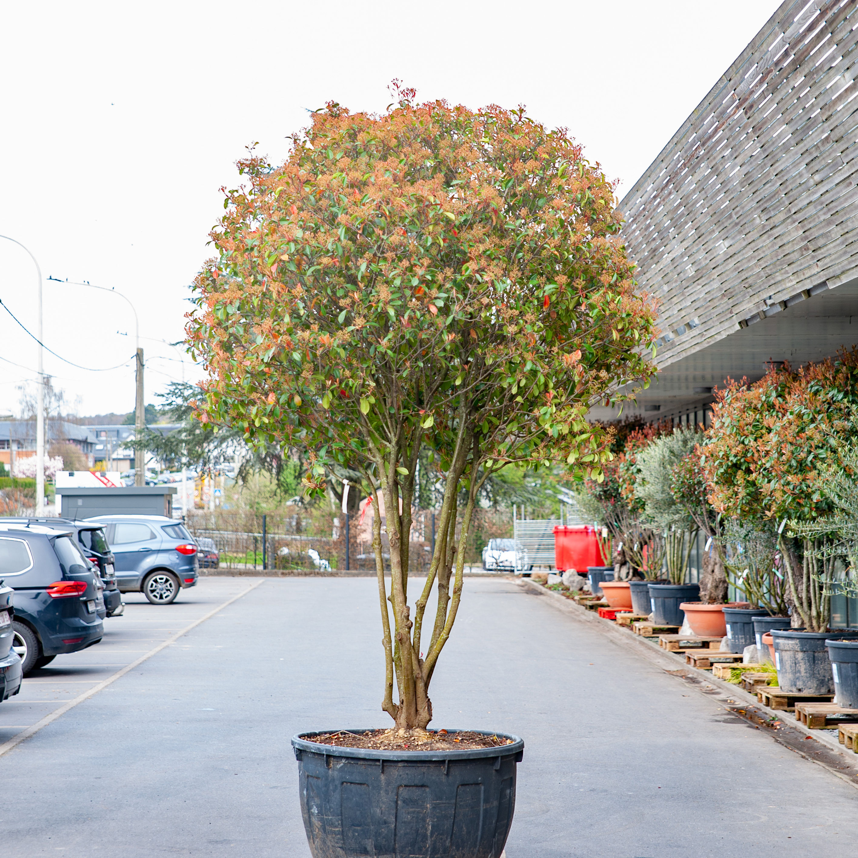 Photinia Serrulata 'Red Robin' CLT500