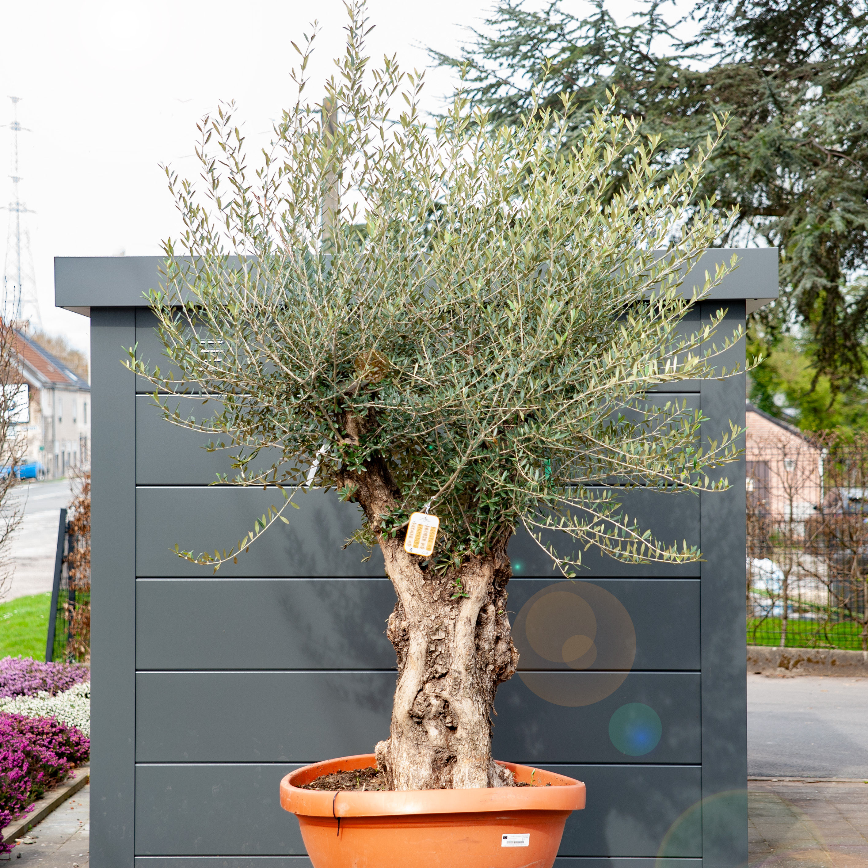 Olea Europaea bonsai clt90 (Olivier bonsai)