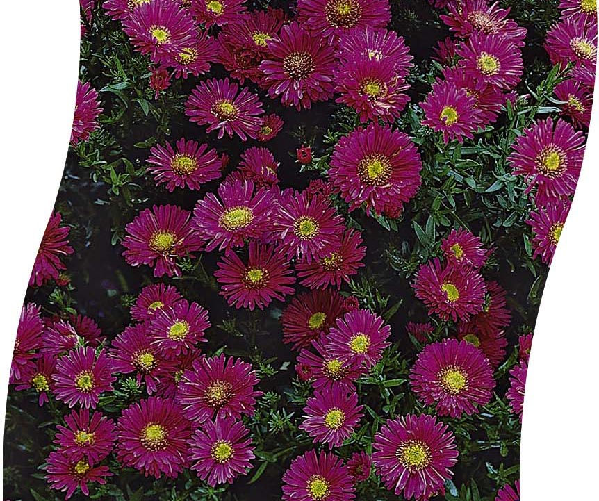 ASTER (D) 'Jenny' Pot 11 cm