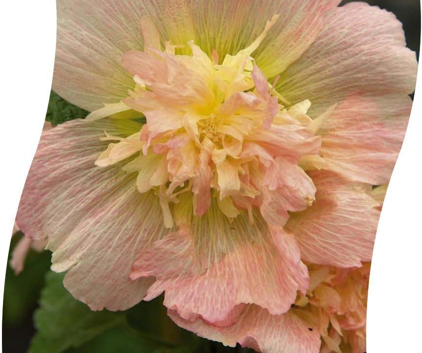 ALCEA Rosea 'Spr. Cel.' Apricot Pot 11 cm