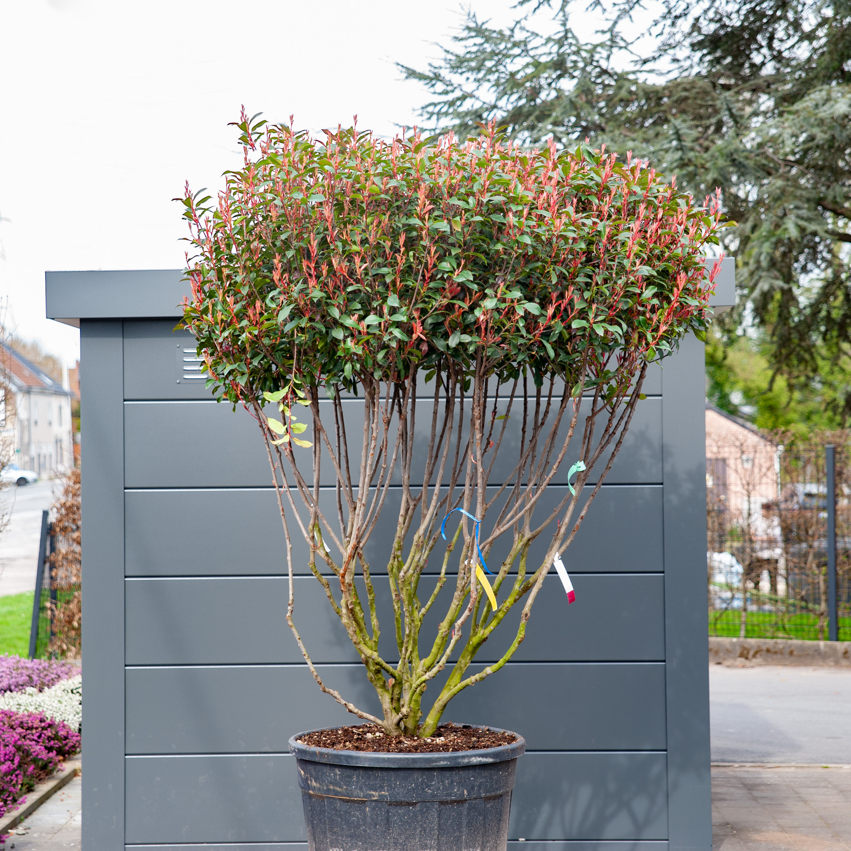 Photinia X Fraseri carré rouge