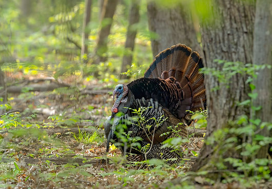 Eastern male Wild Turkey tom (Meleagris gallopavo) strutting with tail feathers in fan thr