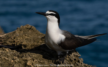 Bridled Tern-5262324.jpg