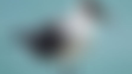 Puerto Rico: Segundo país en el Caribe con más avistamientos