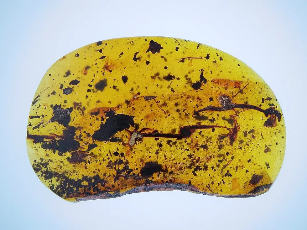 Museum-Grade mollusk shell (Architaenioglossa) with amazing clarity.