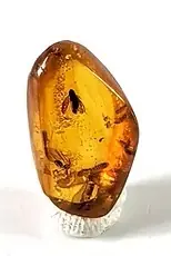 Display of Fly with intact wings in Amber