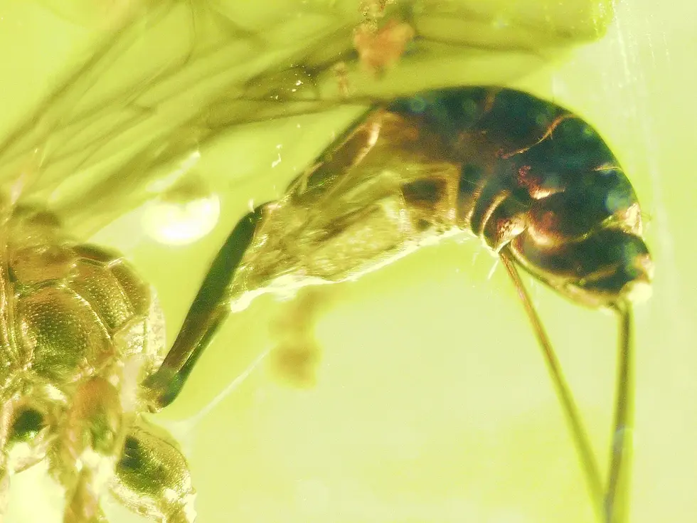 Parasitic ichneumon wasp Dominican amber