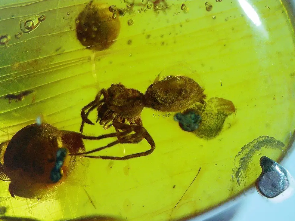 Museum grade spider in amber silver ring 925 grade